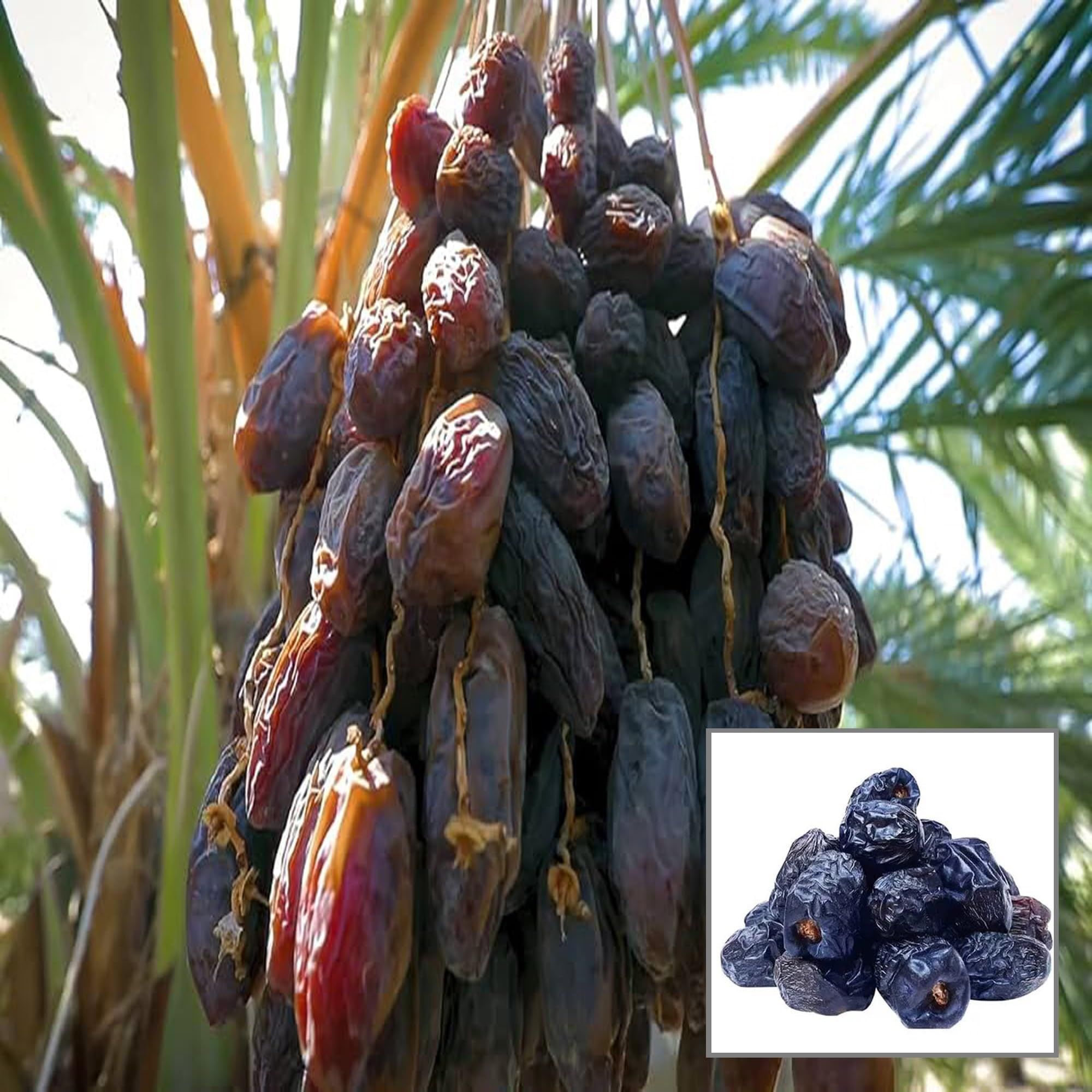Ajwa Dates Palm Arabian Khurma Khajoor Dwarf Fruit Plant (1.5-3 Feet Height) - The Nursery Live