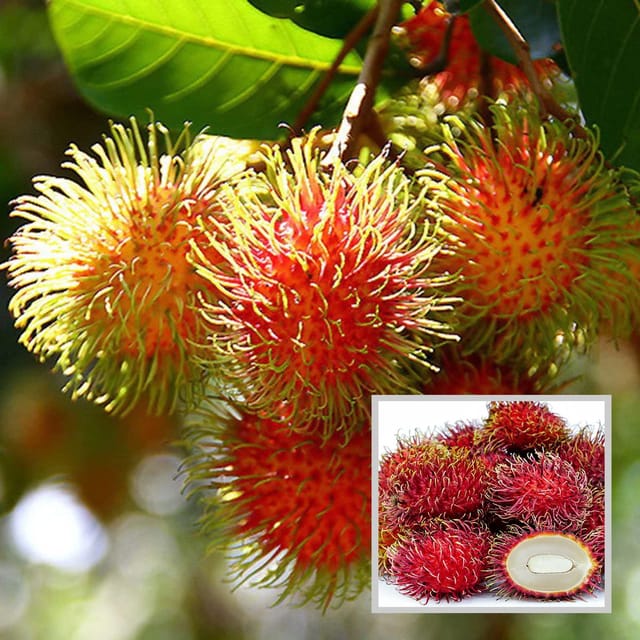 Schoolboy Rambutan Grafted Fruit Plant (2-3 Feet Height) - The Nursery Live
