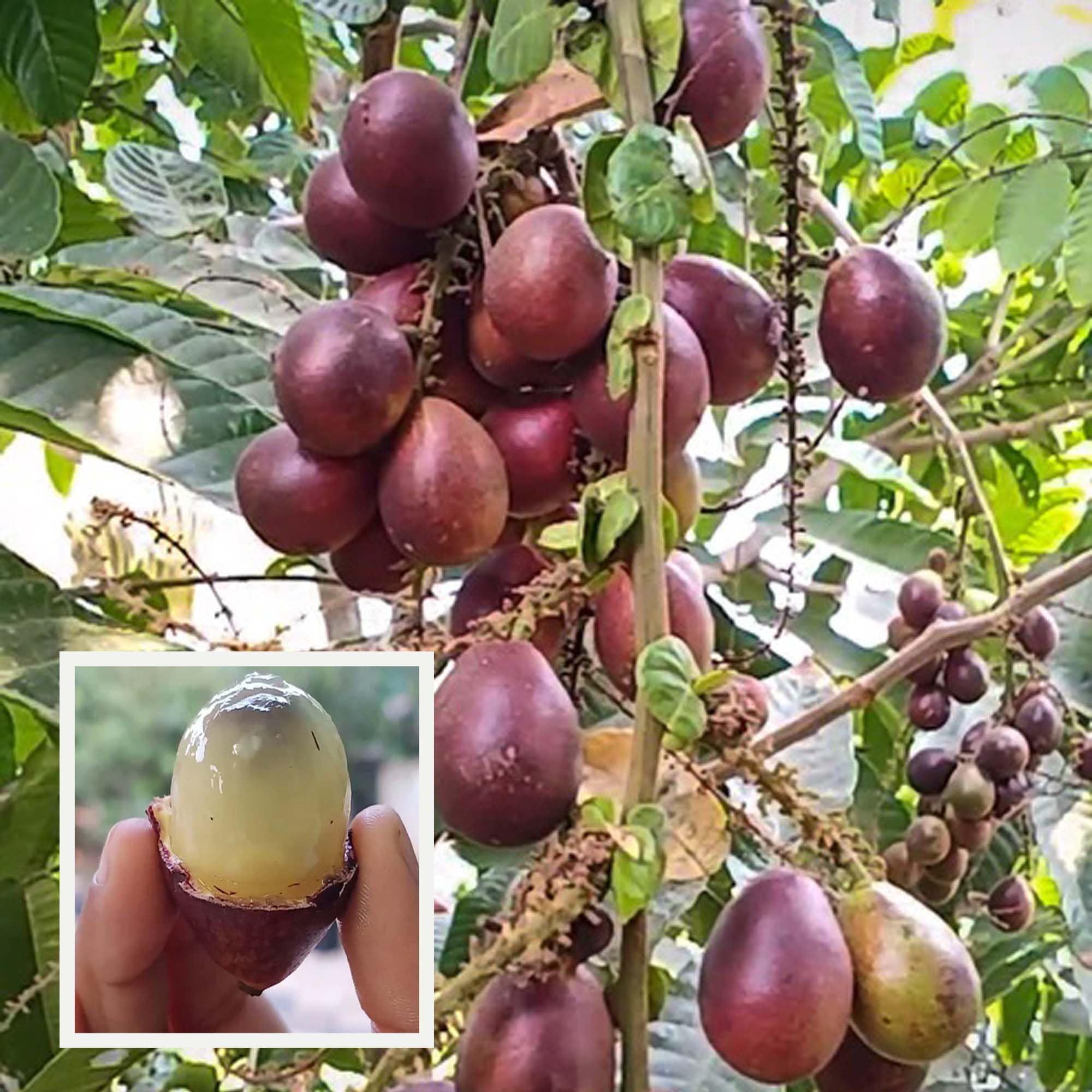 Purple Matoa Fruit Plant (1.5-3 Feet Height) - The Nursery Live