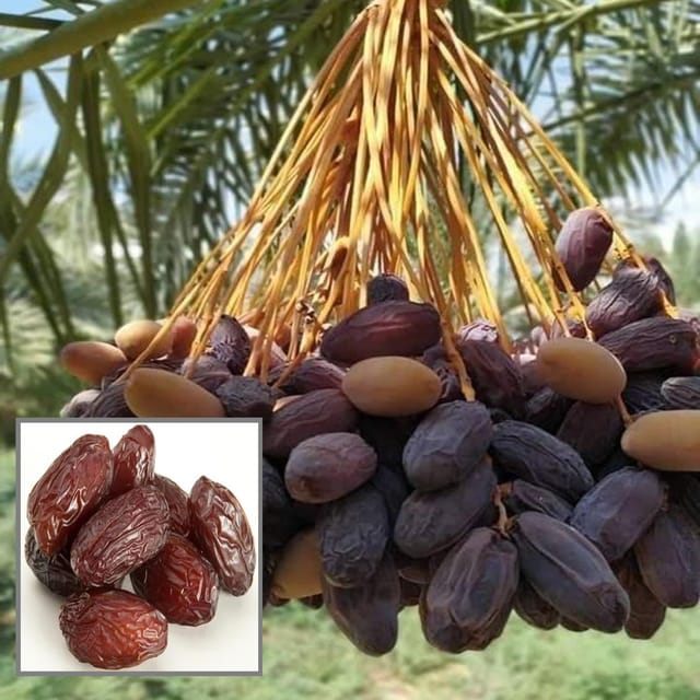 Deglet Noor Dates Palm Arabian Khurma Khajoor Dwarf Fruit Plant (1.5-3 Feet Height) - The Nursery Live Deglet Noor Dates Palm Arabian Khurma Khajoor Dwarf Fruit Plant (1.5-3 Feet Height) - The Nursery Live