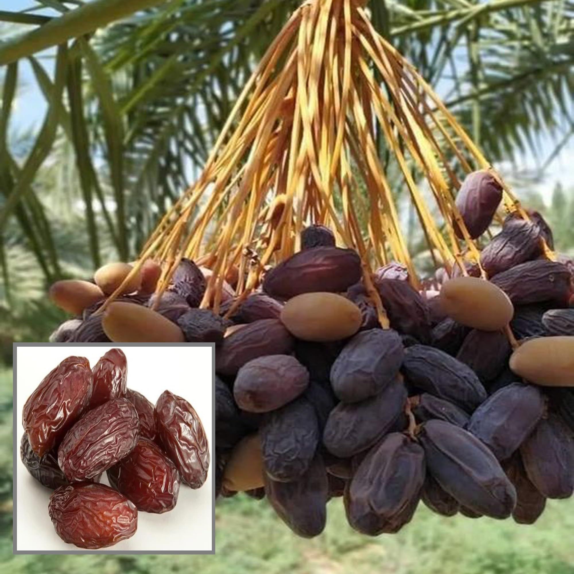 Deglet Noor Dates Palm Arabian Khurma Khajoor Dwarf Fruit Plant (1.5-3 Feet Height) - The Nursery Live