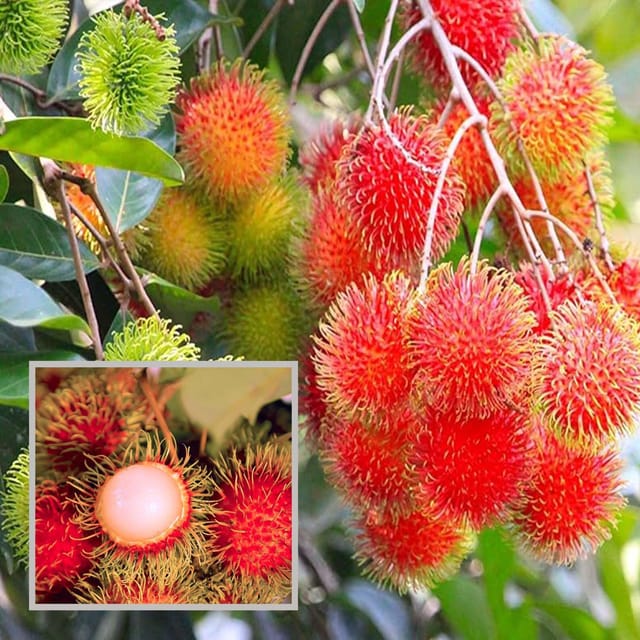 KG10 Rambutan Grafted Fruit Plant (2-3 Feet Height) - The Nursery Live