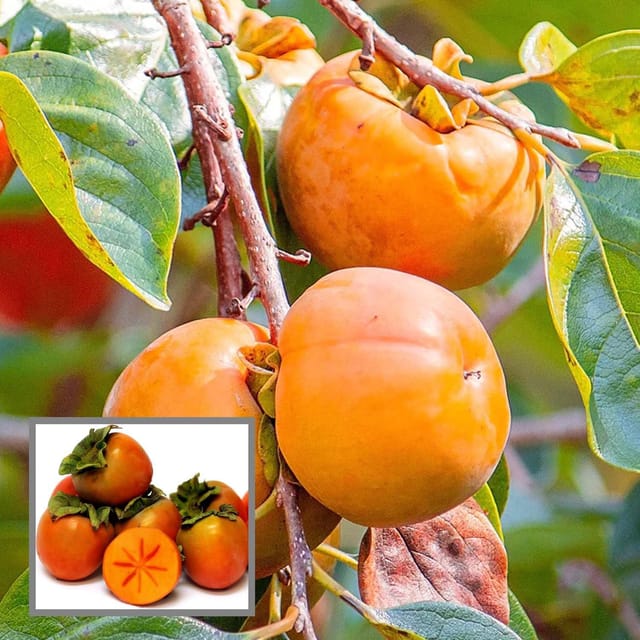Eureka Persimmon Grafted Fruit Plant (2-3 Feet Height) - The Nursery Live