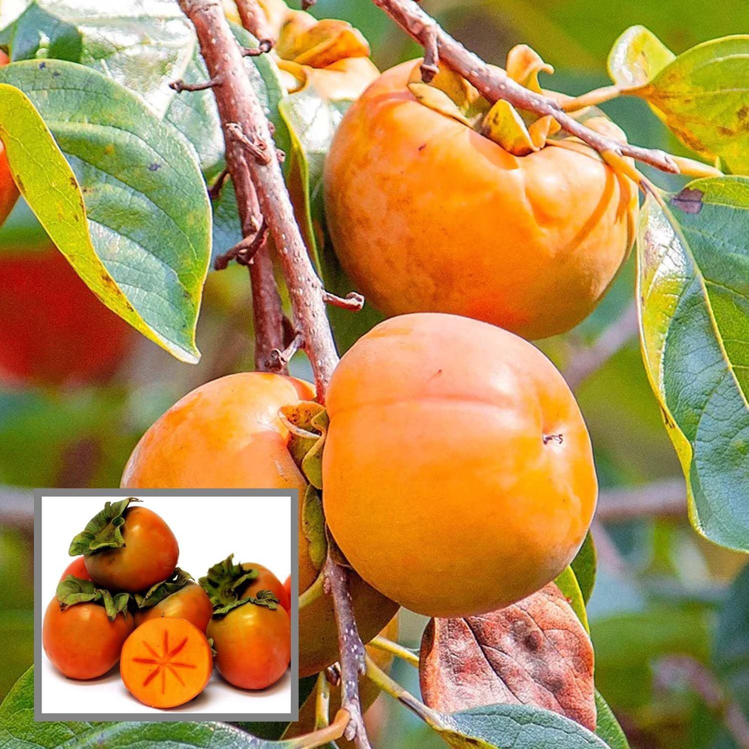 Eureka Persimmon Grafted Fruit Plant (2-3 Feet Height) - The Nursery Live