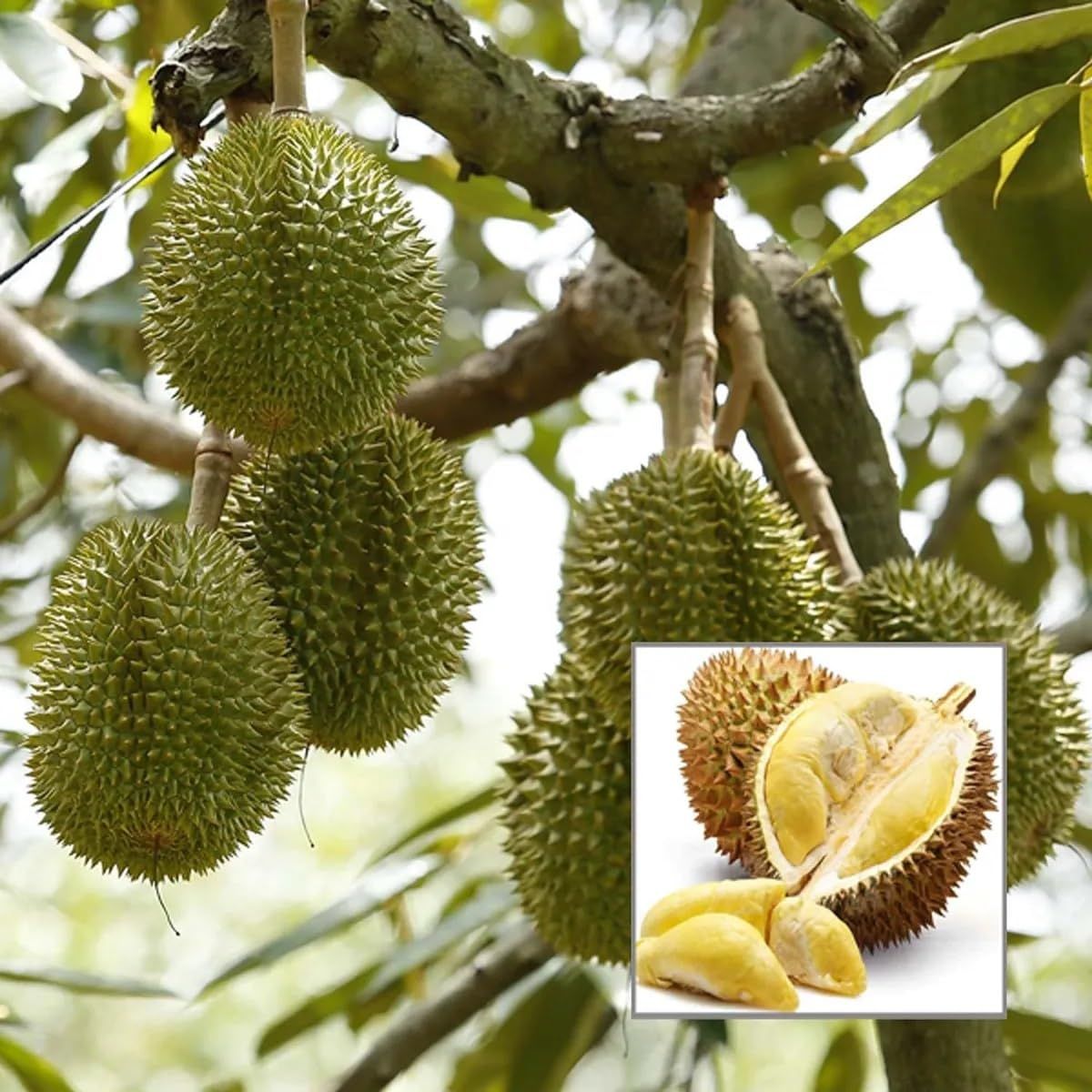 Duriyan Durian Durio Zibethinus Fruit Plant (1.5-3 Feet Height) - The Nursery Live