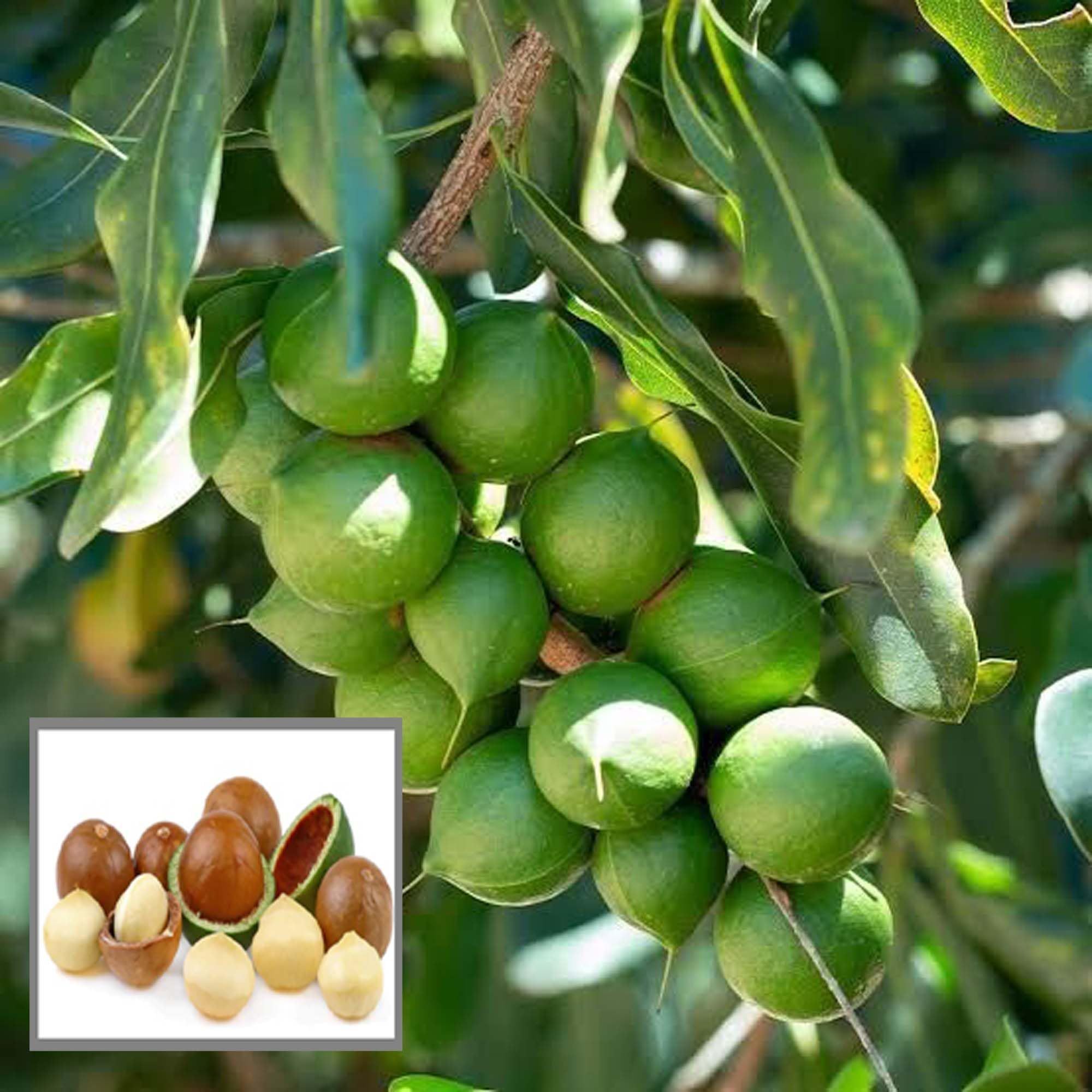 Macadamia Nut Fruit Plant (1-2 Feet Height) - The Nursery Live