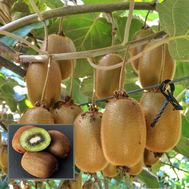 Hayward Kiwi Grafted Fruit Plant (2-3 Feet Height) - The Nursery Live