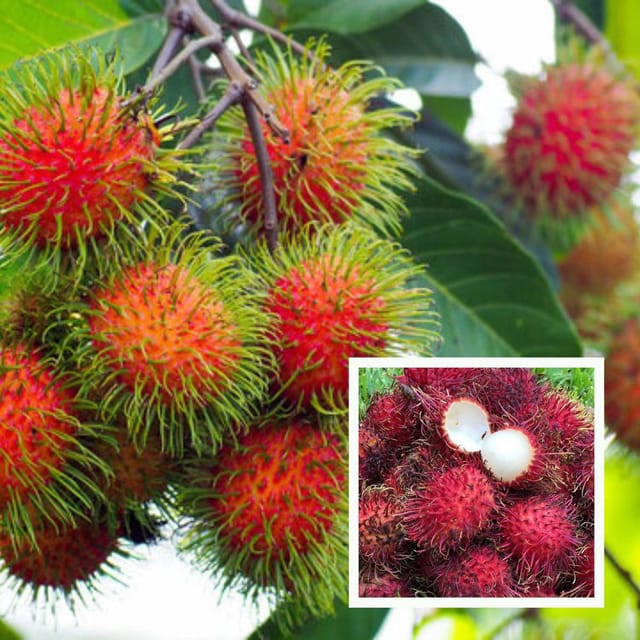 N18 Rambutan Grafted Fruit Plant (2-3 Feet Height) - The Nursery Live N18 Rambutan Grafted Fruit Plant (2-3 Feet Height) - The Nursery Live