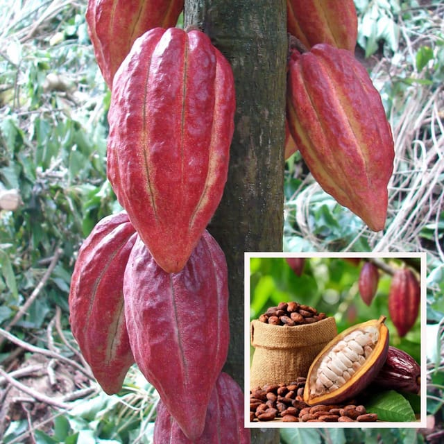 Cocoa Chocolate Fruit Plant (1.5-3 Feet Height) - The Nursery Live