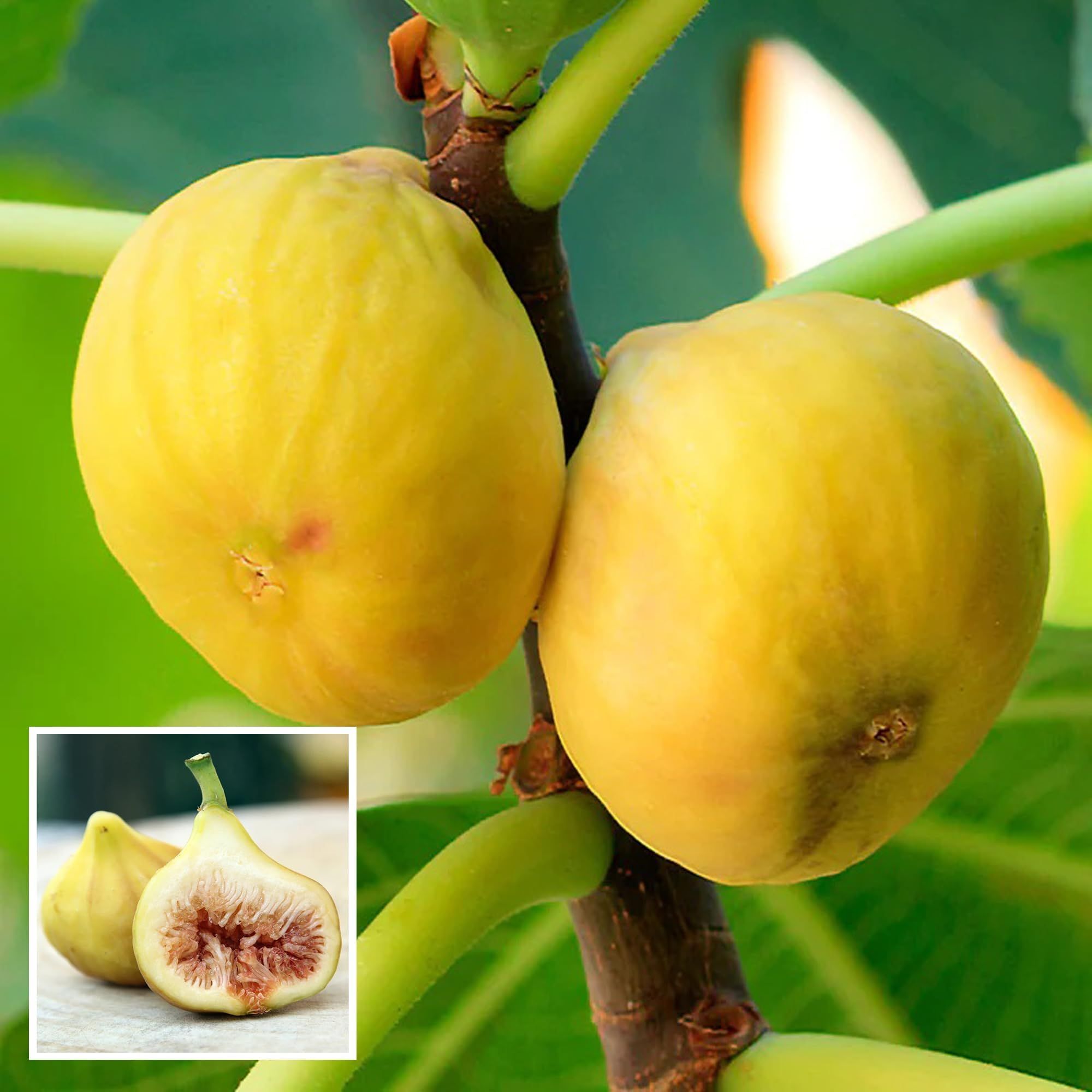 Yellow Fig Anjeer Layering/Grafted Fruit Plant (1-2 Feet Height) - The Nursery Live