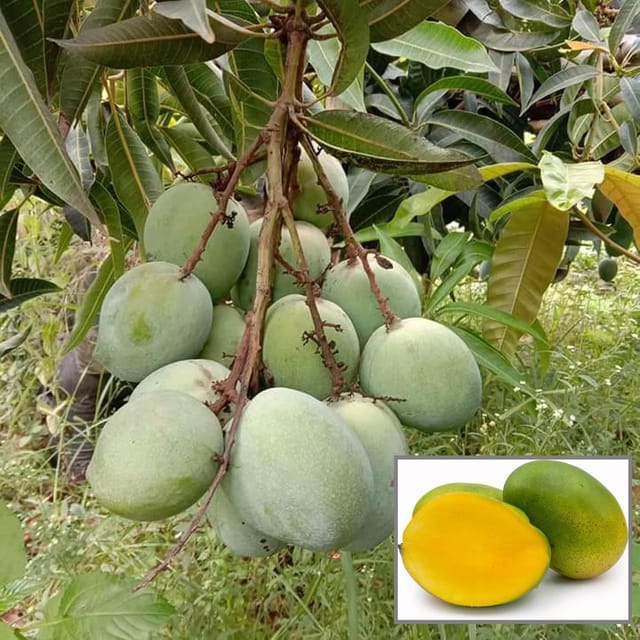 Malgova Mulgoba Mango Aam Grafted Fruit Plant (1.5-3 Feet Height) - The Nursery Live Malgova Mulgoba Mango Aam Grafted Fruit Plant (1.5-3 Feet Height) - The Nursery Live