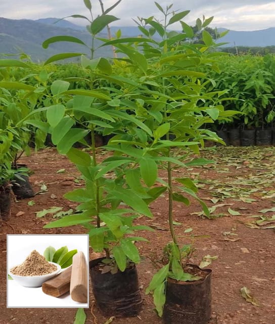 White Sandalwood Chandan Avenue Plant (1.5-3 Feet Height) - The Nursery Live