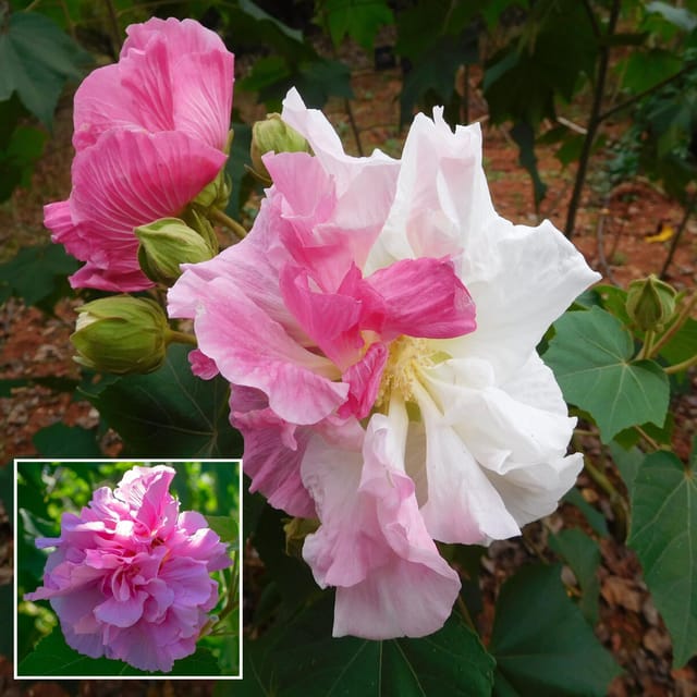 Double Petal Cotton Rose land lotus Sthal Poddo Hibiscus Mutabilis Changeable Colour Flower Plant (1-2 Feet Height) - The Nursery Live