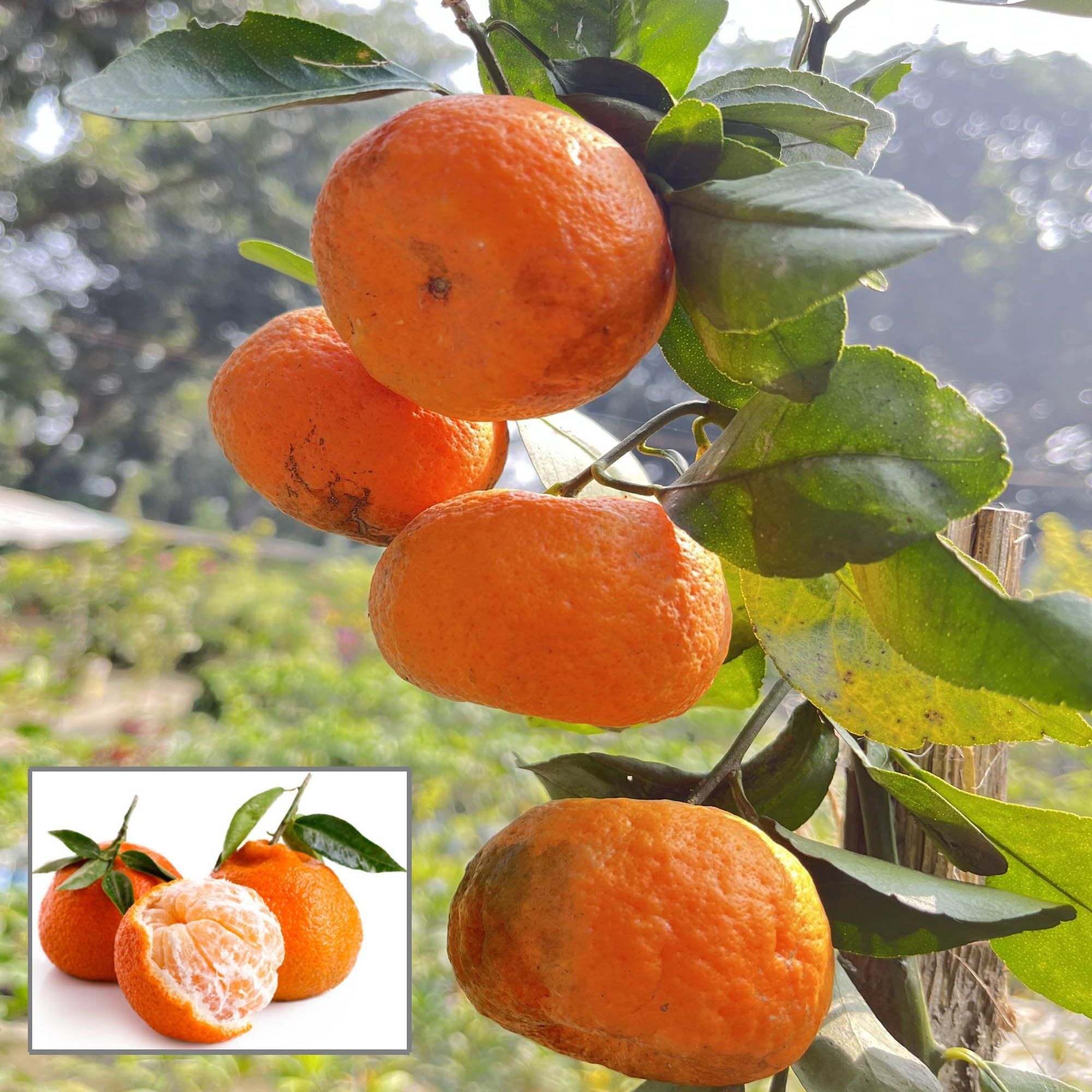 Darjeeling Orange Santra Grafted Fruit Plant (1.5-2 Feet Height) - The Nursery Live