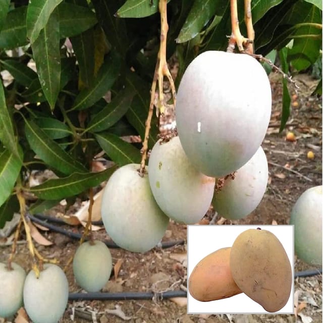 Babul Dufala White All time Mango Aam Grafted Fruit Plant (1.5-3 Feet Height) - The Nursery Live
