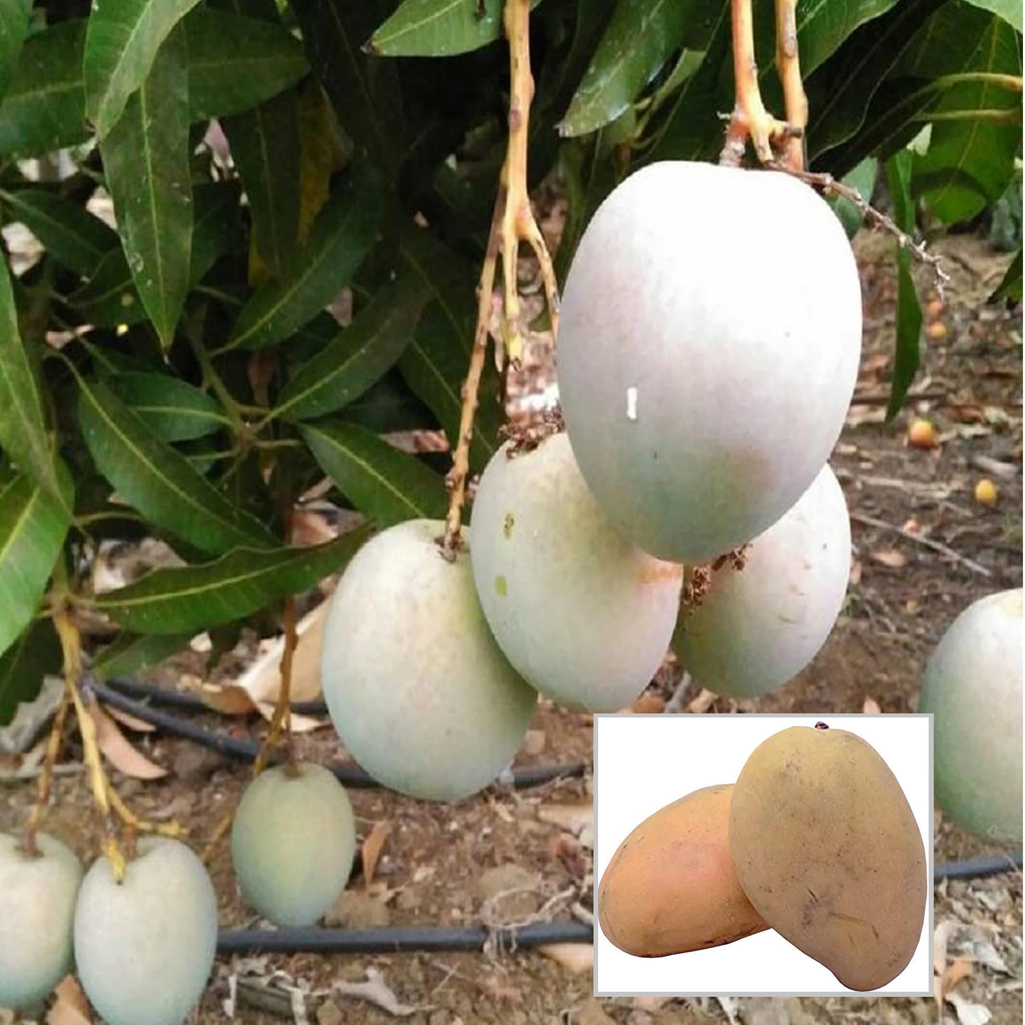 Babul Dufala White All time Mango Aam Grafted Fruit Plant (1.5-3 Feet Height) - The Nursery Live