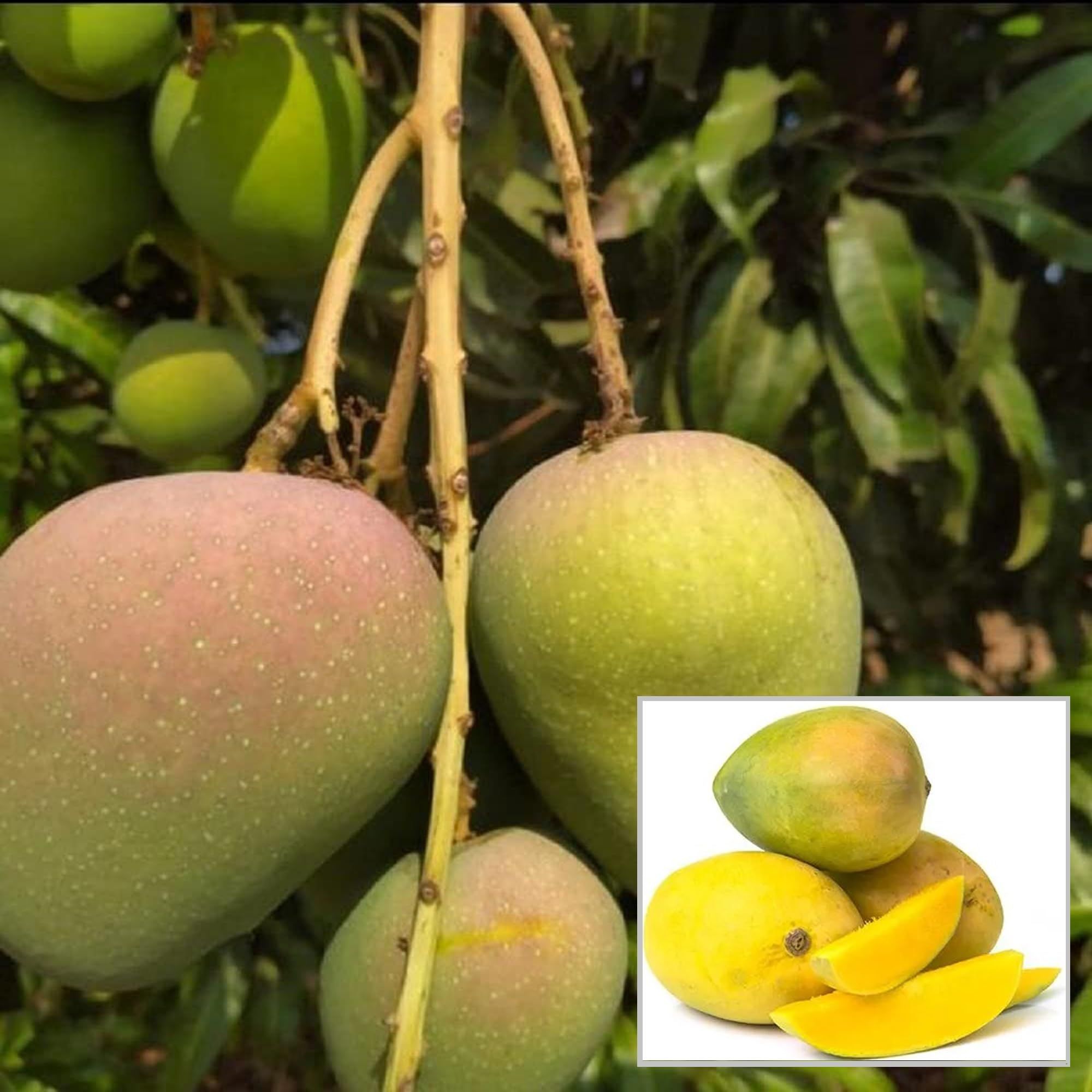 Badami Badam Mango Aam Grafted Fruit Plant (1.5-3 Feet Height) - The Nursery Live