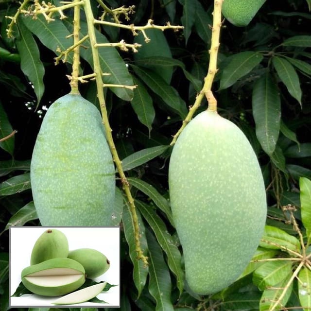 Sweet Kaccha Mitha Mango Aam Grafted Fruit Plant (1.5-3 Feet Height) - The Nursery Live