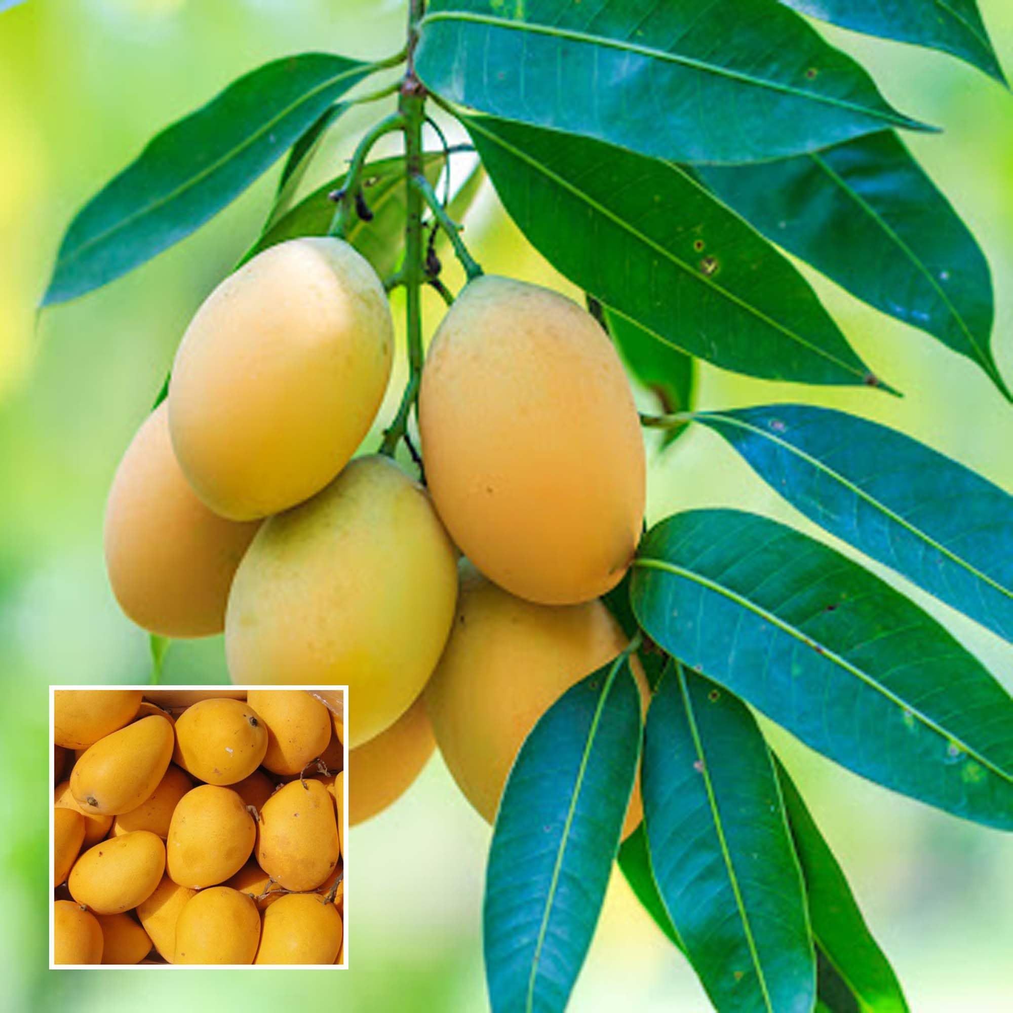 Chinna Rasam Rasalu Mango Aam Grafted Fruit Plant (1.5-3 Feet Height) - The Nursery Live