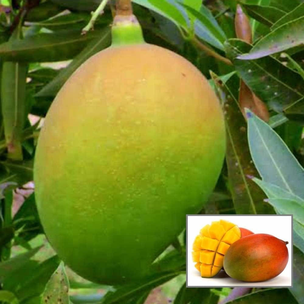 Suvarnarekha Mango Aam Grafted Fruit Plant (1.5-3 Feet Height) - The Nursery Live