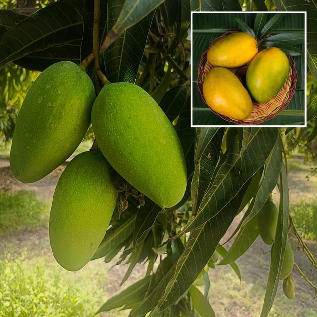 Imam Pasand Himayat Humayun Pasand Mango Aam Grafted Fruit Plant (1.5-3 Feet Height) - The Nursery Live