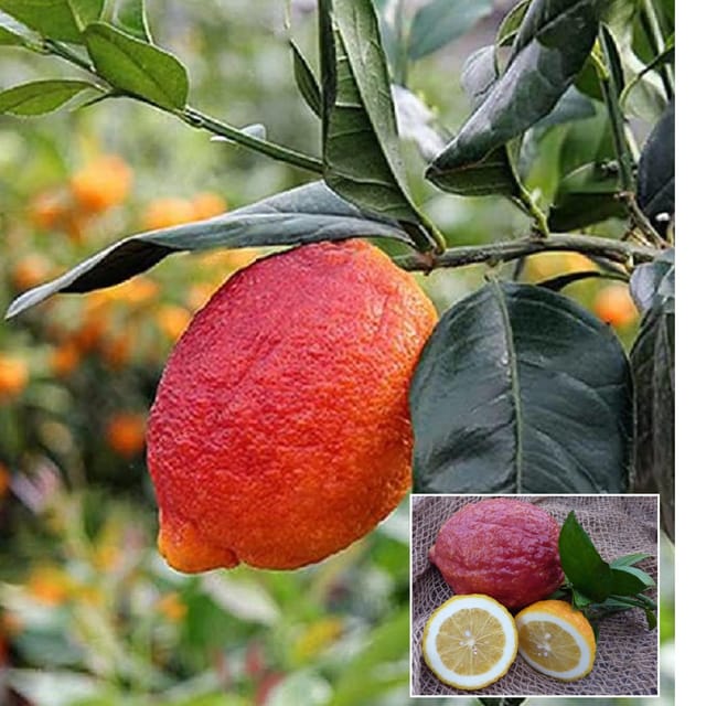 Nimbu Red Lemon Lemon Nimbu Grafted Fruit Plant (1-2 Feet Height) - The Nursery Live
