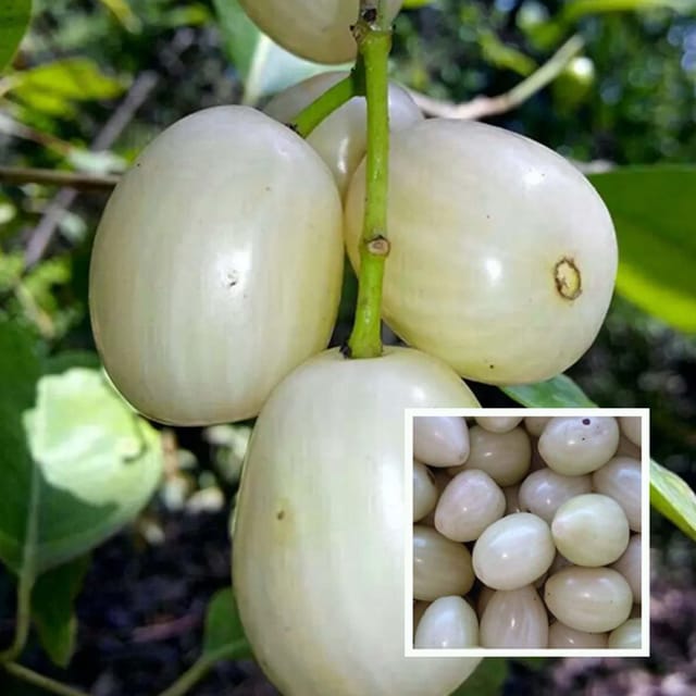 White Jamun Jambolan Jam Grafted Fruit Plant (1.5-3 Feet Height) - The Nursery Live