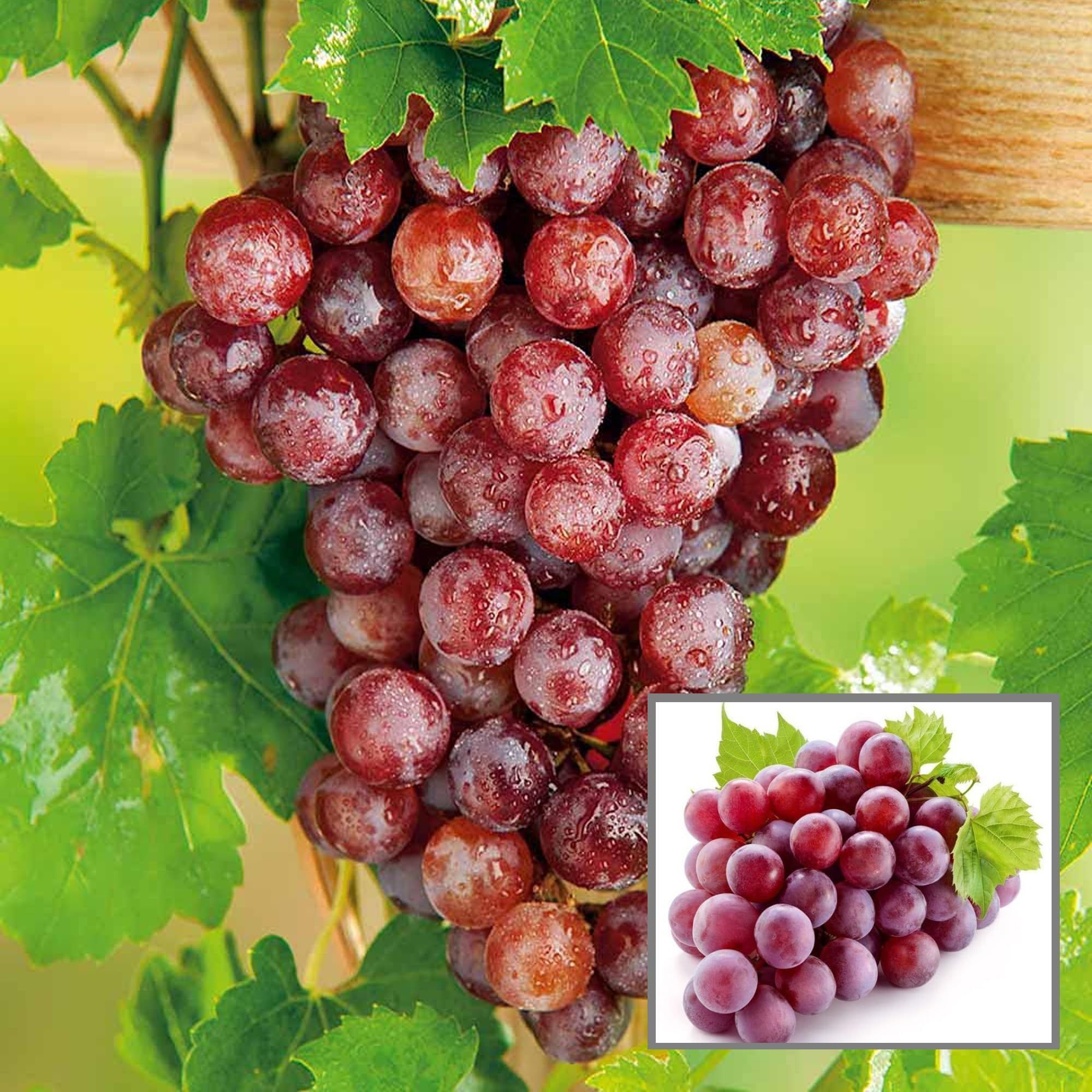 Red Flame Seedless Grapes Angoor Layering/Grafted Fruit Plant - The Nursery Live