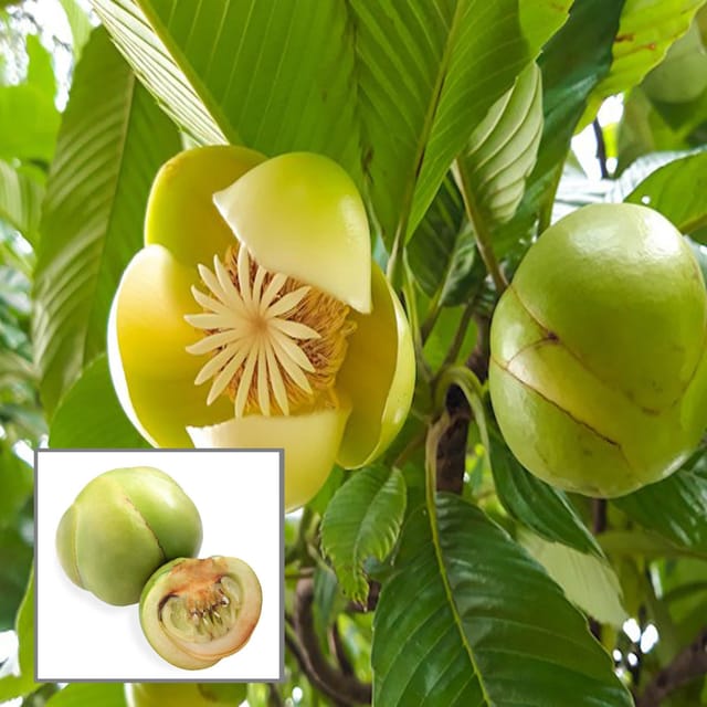 Elephant Apple Chalta Dillenia Indica Fruit Plant (1.5-3 Feet Height) - The Nursery Live