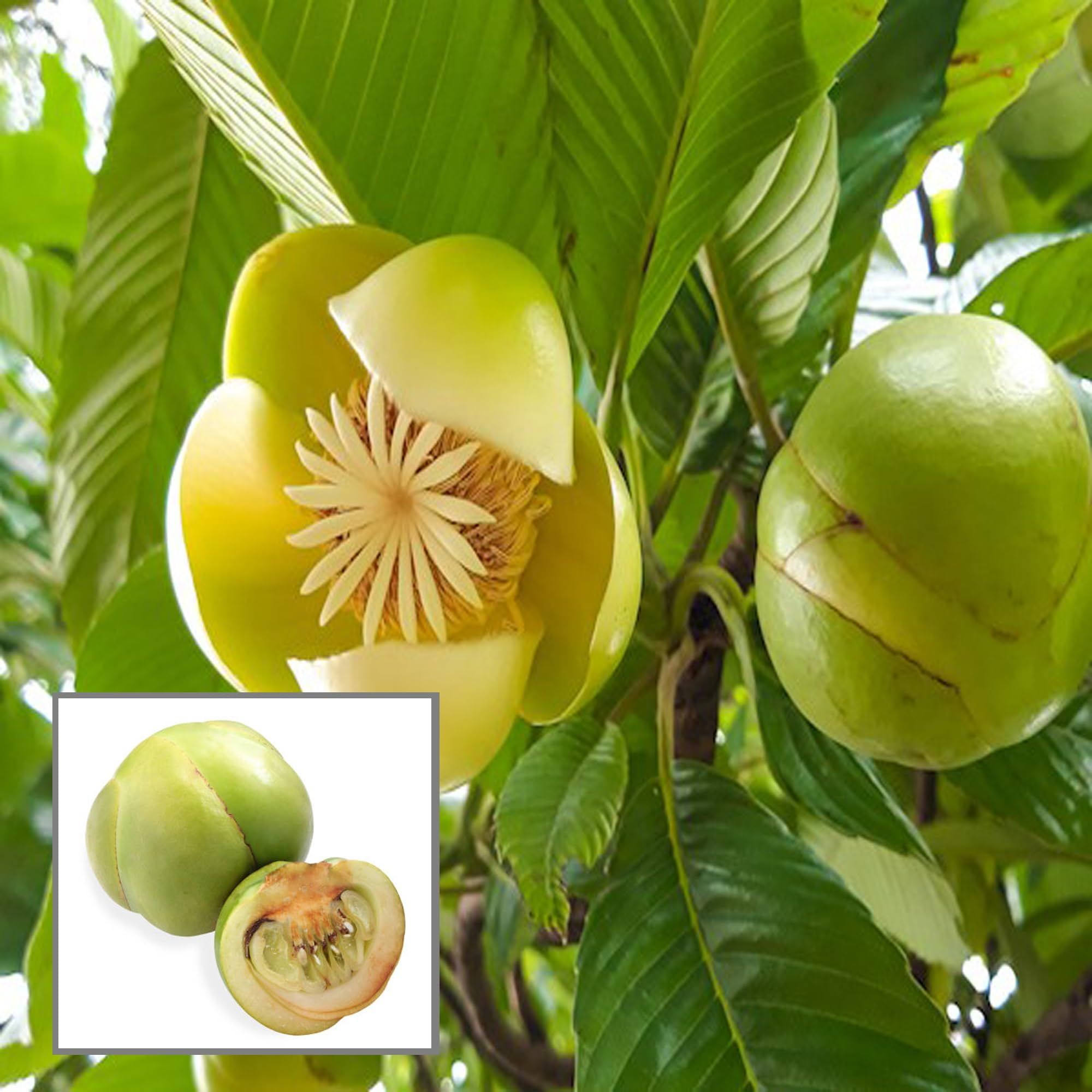 Elephant Apple Chalta Dillenia Indica Fruit Plant (1.5-3 Feet Height) - The Nursery Live
