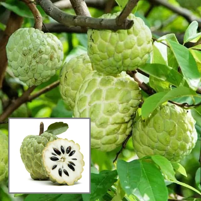 Balanagar Custard Apple Sugar Apple Sitafal Ata Grafted Fruit Plant (1.5-3 Feet Height) - The Nursery Live