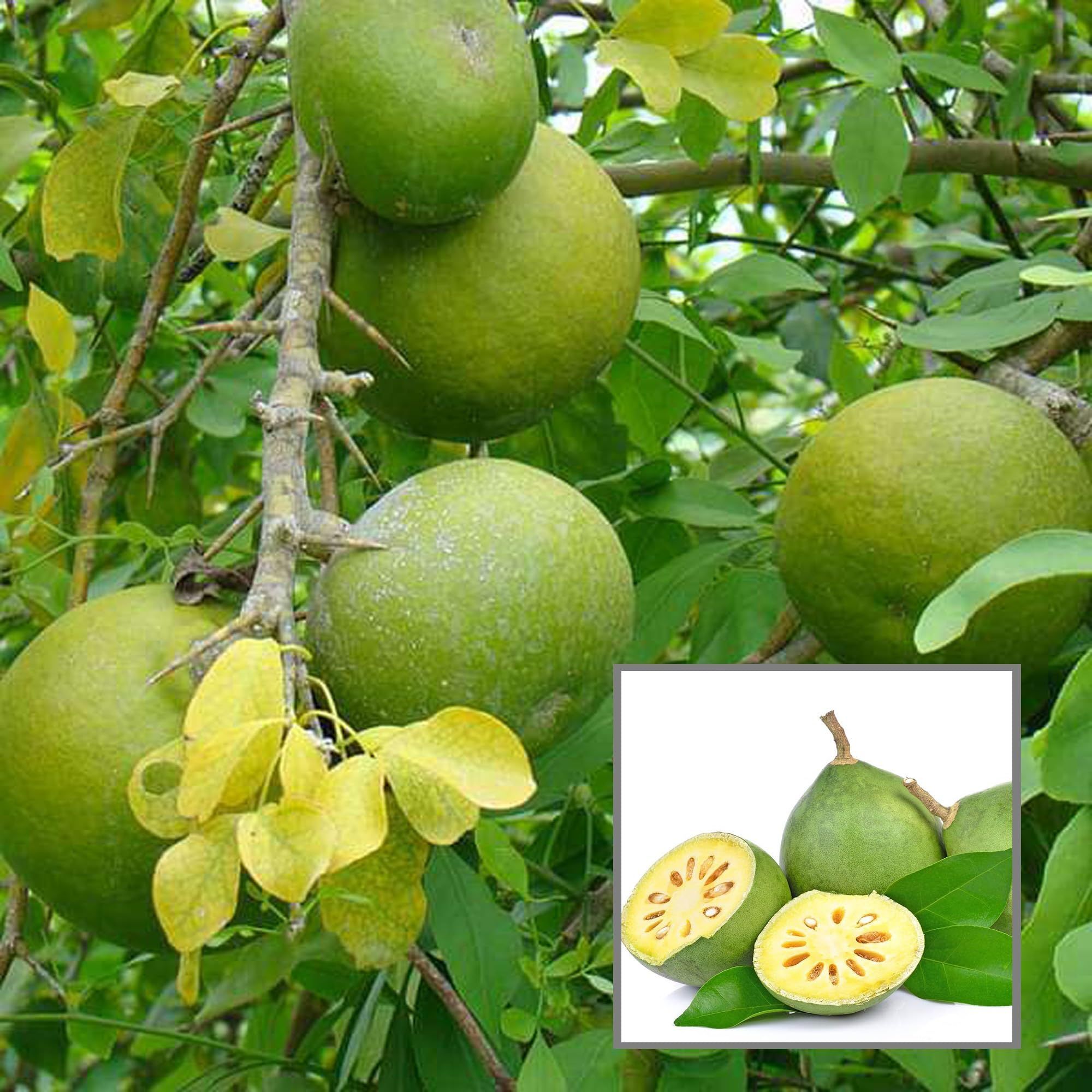 Thai Bel Bael Bilva Grafted Fruit Plant (1.5-2 Feet Height) - The Nursery Live