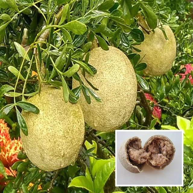 Thai Wood Apple Kot Bel Grafted Fruit Plant (1.5-2 Feet Height) - The Nursery Live