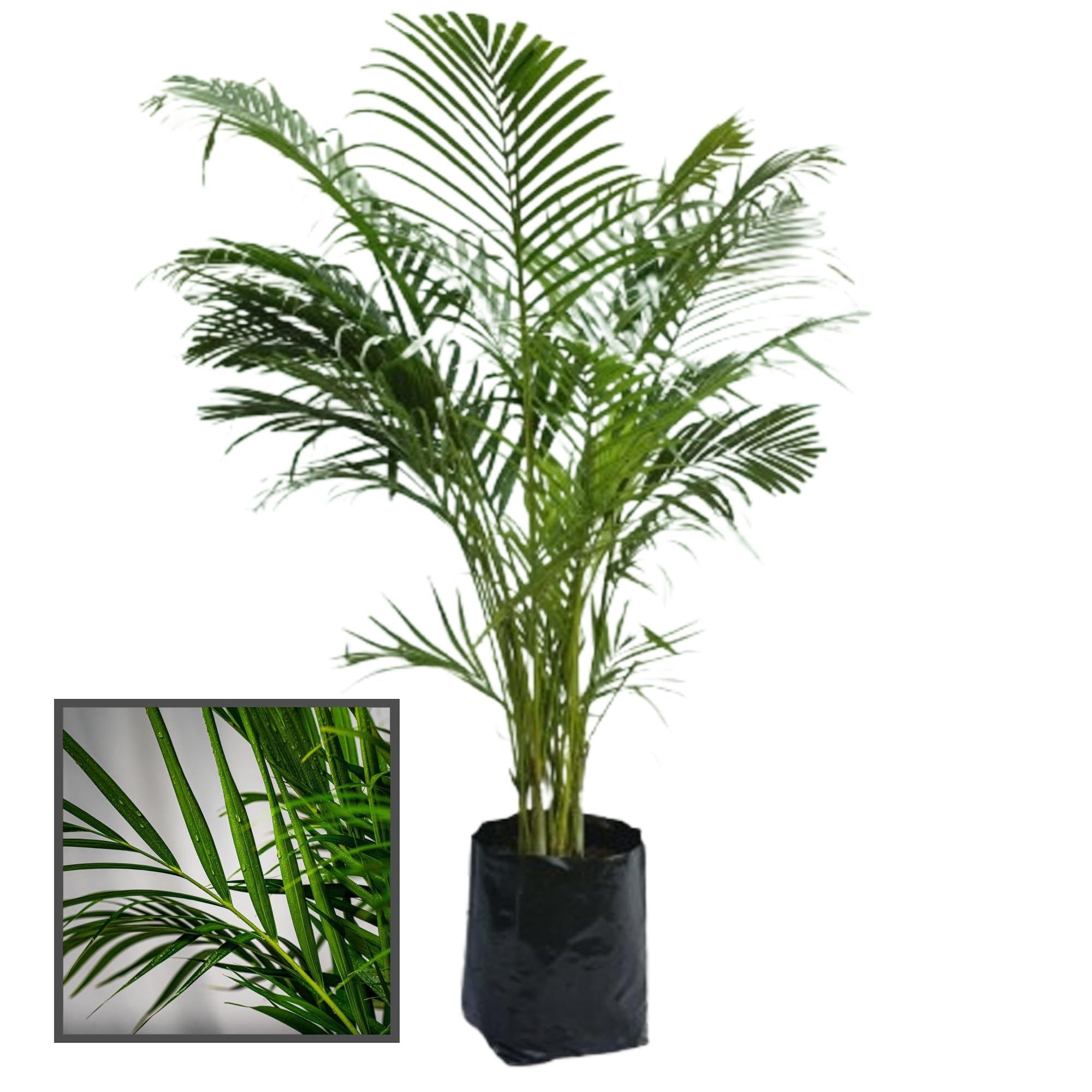Areca Palm Air Purifier Ornamental Plant (1.5-3 Feet Height) - The Nursery Live
