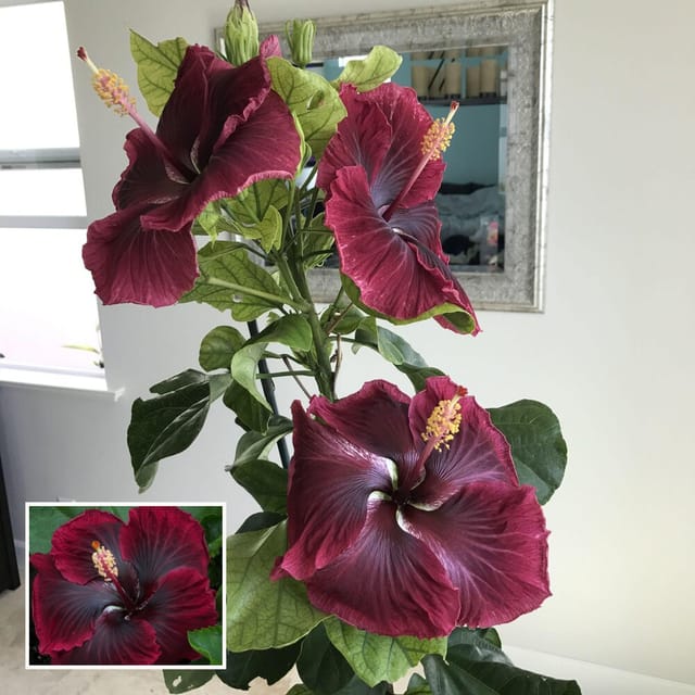 Red Colour Hybrid Hibiscus Joba Gudhal Flower Plant (1-2 Feet Height) - The Nursery Live