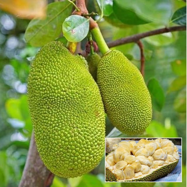 Giant Big Size Jackfruit Panasa Varikka Katahal Chakka Grafted Fruit Plant (1.5-3 Feet Height) - The Nursery Live