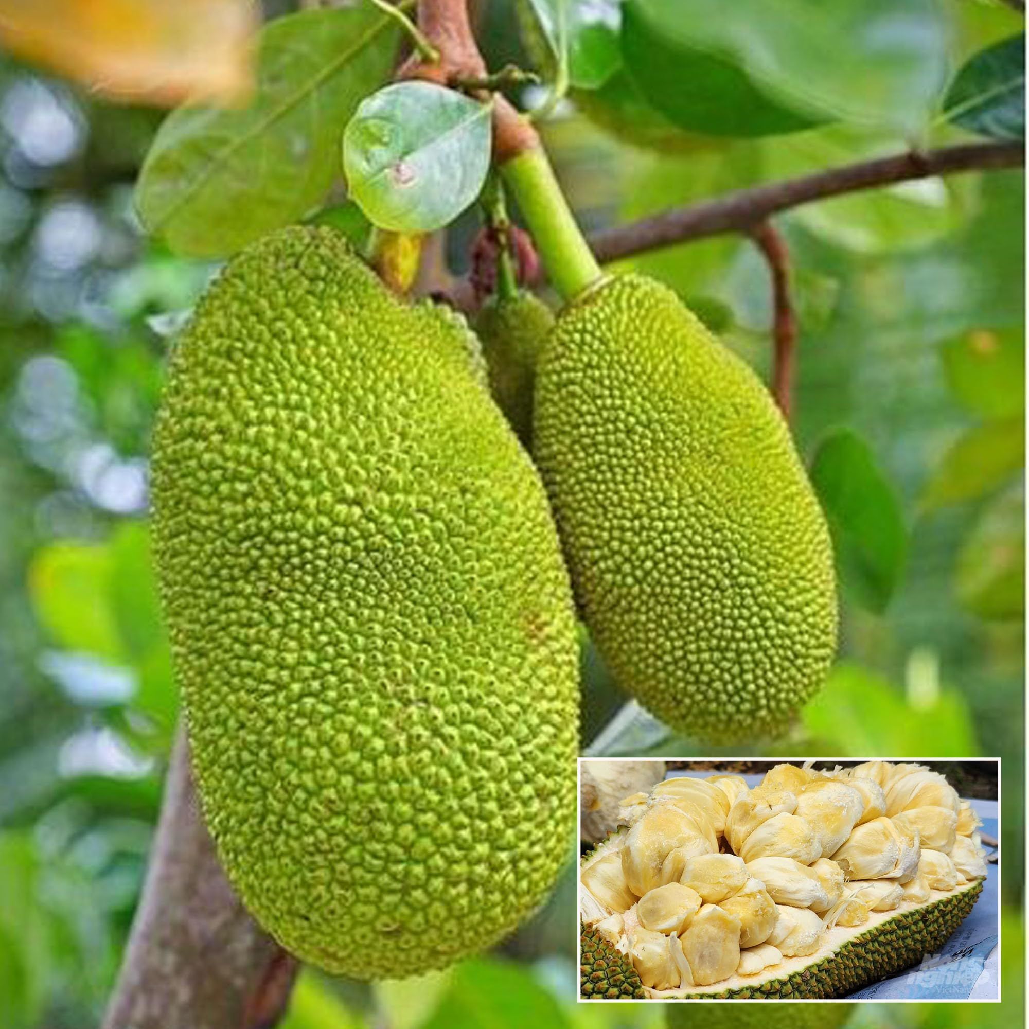 Giant Big Size Jackfruit Panasa Varikka Katahal Chakka Grafted Fruit Plant (1.5-3 Feet Height) - The Nursery Live