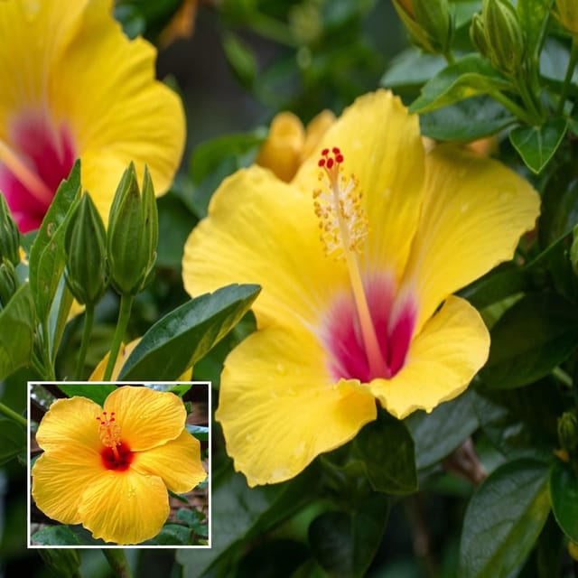 Yellow Colour Hybrid Hibiscus Joba Gudhal Flower Plant (1-2 Feet Height) - The Nursery Live