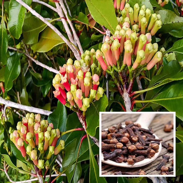 Lavanga Clove Spice Plant (1.5-3 Feet Height) - The Nursery Live