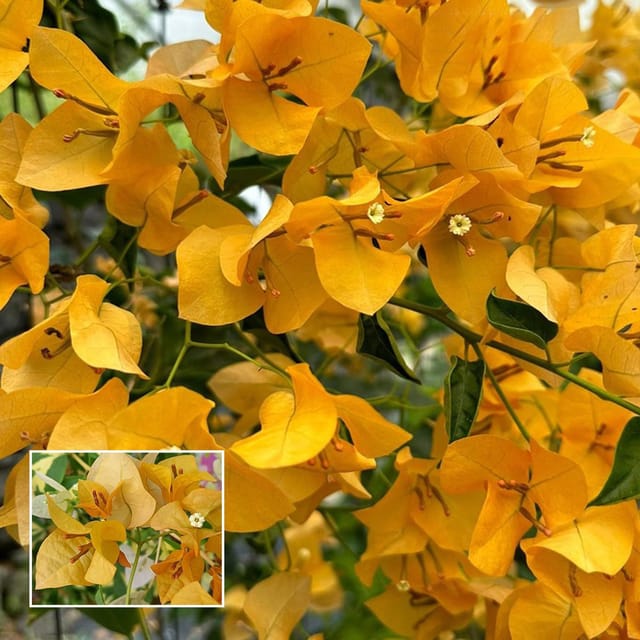 Yellow Colour Bougainvillea Kagoj Ful Shrubs Flower Plant (1-2 Feet Height) - The Nursery Live