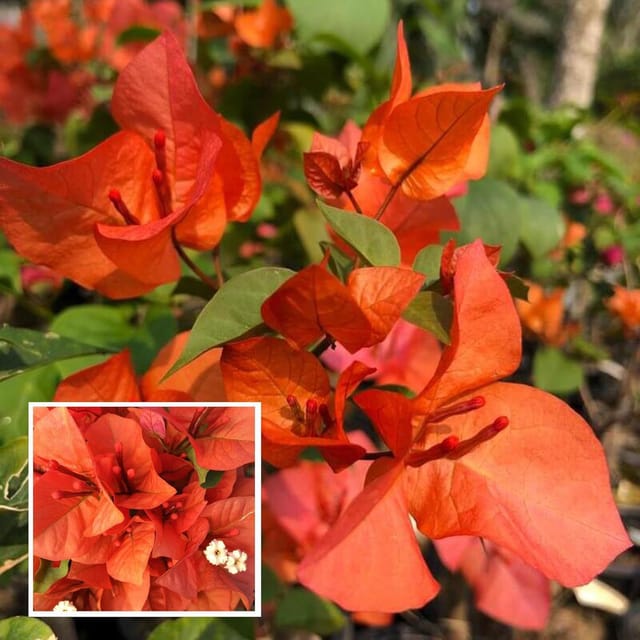 Orange Colour Bougainvillea Kagoj Ful Shrubs Flower Plant (1-2 Feet Height) - The Nursery Live