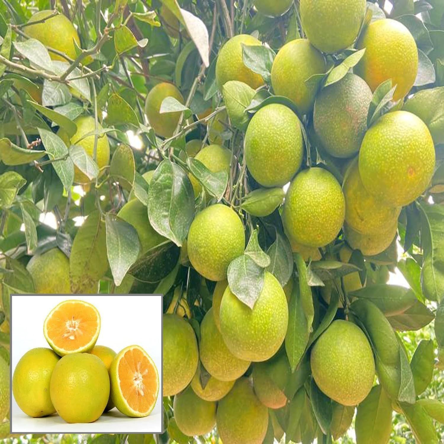 Sweet Indian Mosambi Grafted Fruit Plant (1.5-2 Feet Height) - The Nursery Live