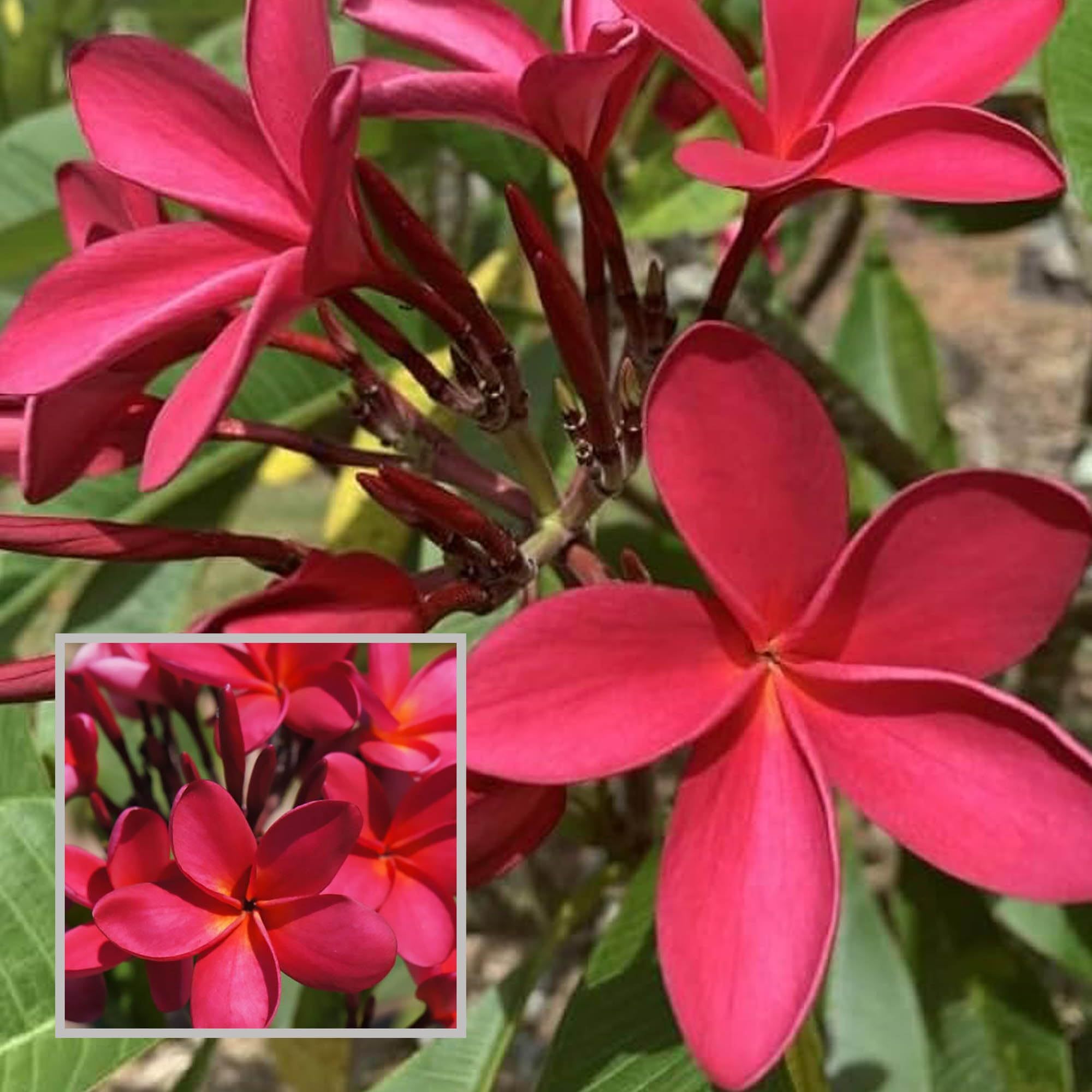 Red Colour Kat Chapa Champa Plumeria Flower Plant (1-2 Feet Height) - The Nursery Live