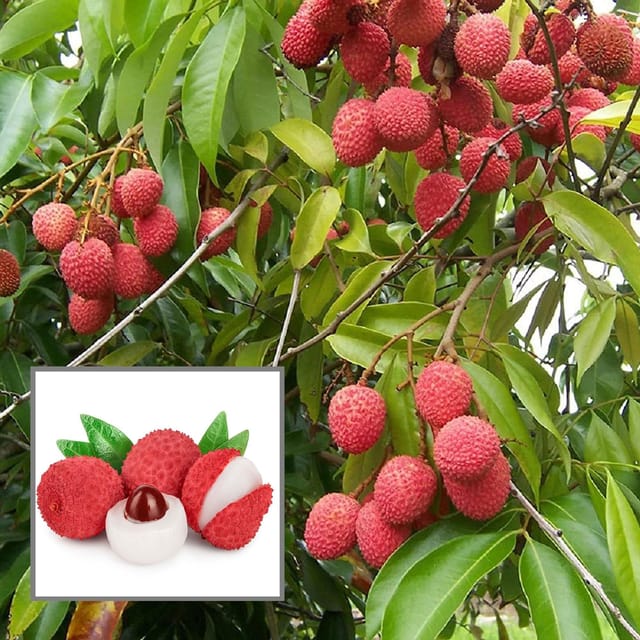 Muzaffarpur Shahi Litchi Lychee Layering/Grafted Fruit Plant (1.5-2 Feet Height) - The Nursery Live