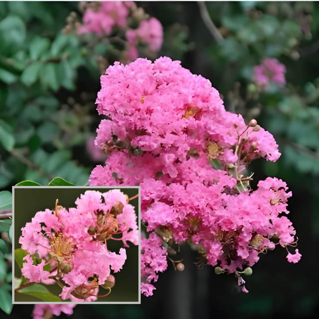 Pink Colour Furush Flower Plant (1-2 Feet Height) - The Nursery Live