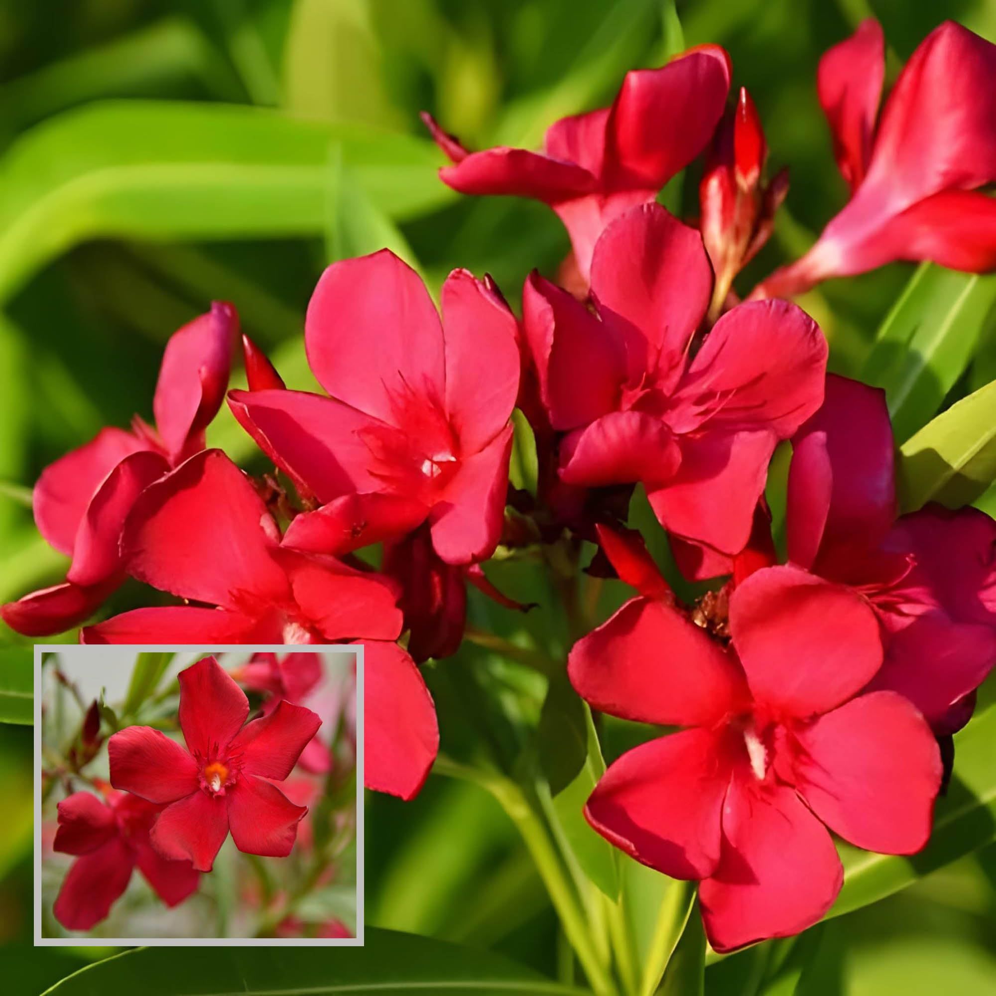 Red Colour Oleander Kaner Korobi Flower Plant (1-2 Feet Height) - The Nursery Live