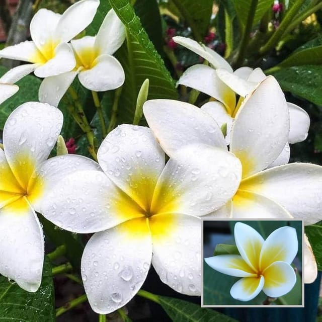White Colour Kat Chapa Champa Plumeria Flower Plant (1-2 Feet Height) - The Nursery Live