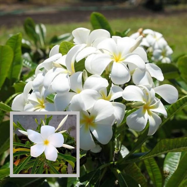 Nag Chapa Champa Plumeria Flower Plant (1-2 Feet Height) - The Nursery Live Nag Chapa Champa Plumeria Flower Plant (1-2 Feet Height) - The Nursery Live