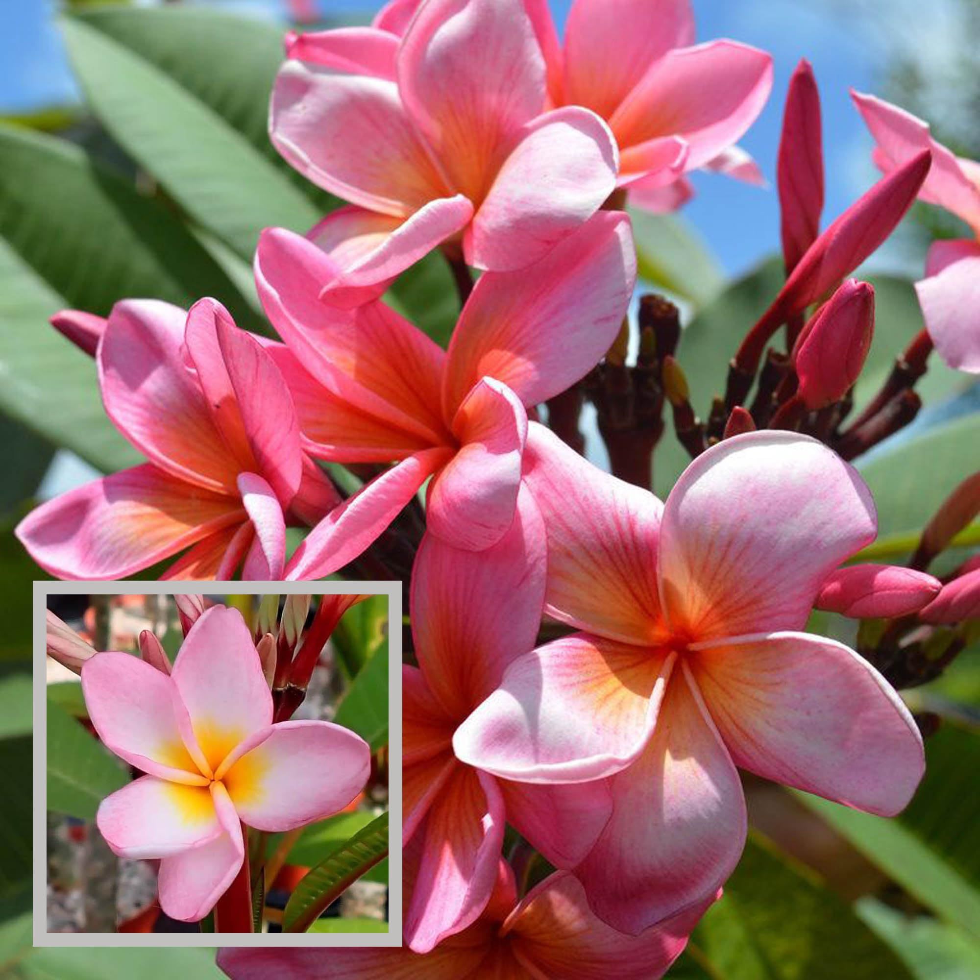 Pink Colour Kat Chapa Champa Plumeria Flower Plant (1-2 Feet Height) - The Nursery Live