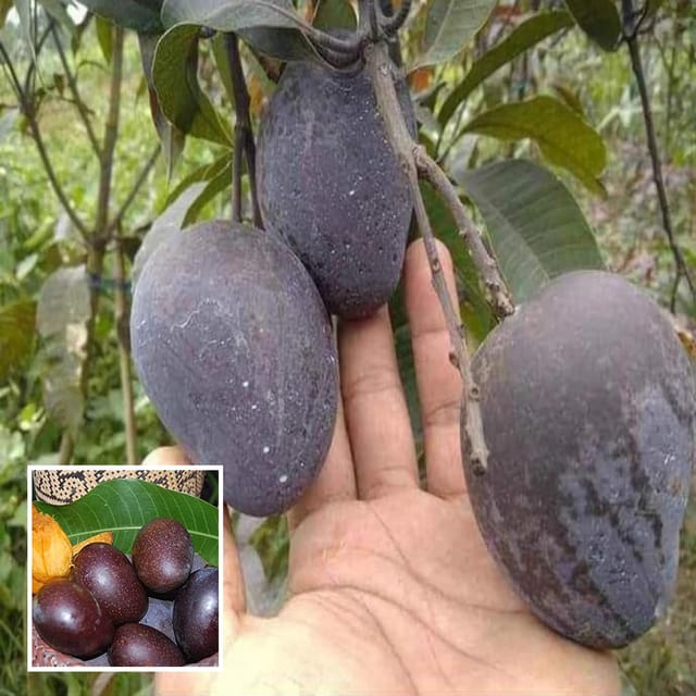 Black Stone Mango Aam Grafted Fruit Plant (1.5-3 Feet Height) - The Nursery Live